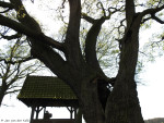 Kroezeboom met Landkruis Heilig Hartkapel